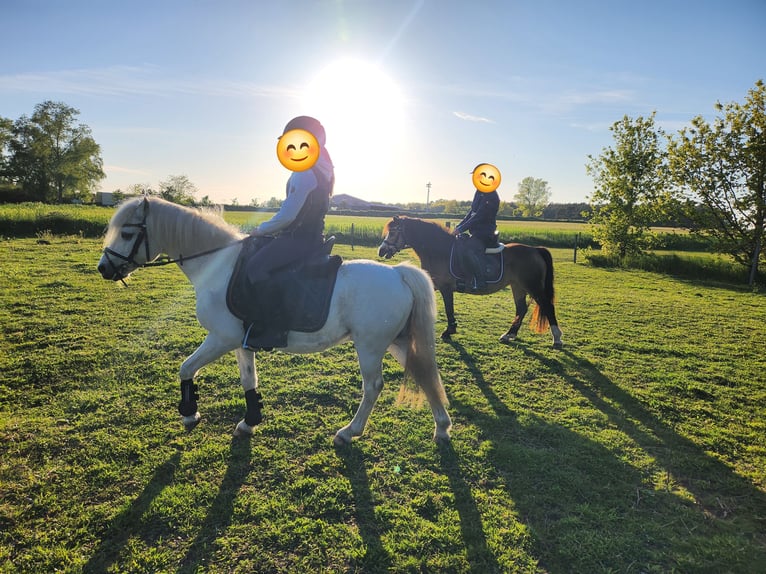 Kuc walijski sekcji A Wałach 19 lat 118 cm Siwa in Dierhagen