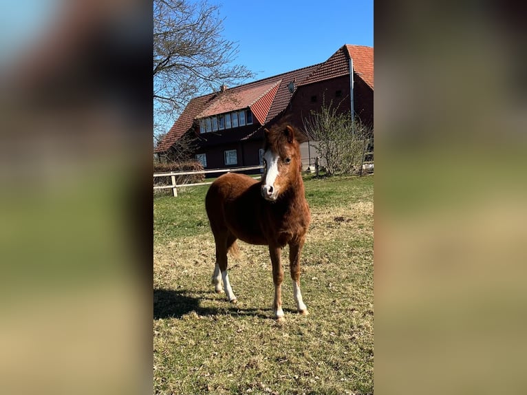 Kuc walijski sekcji A Wałach 1 Rok Ciemnokasztanowata in Löningen