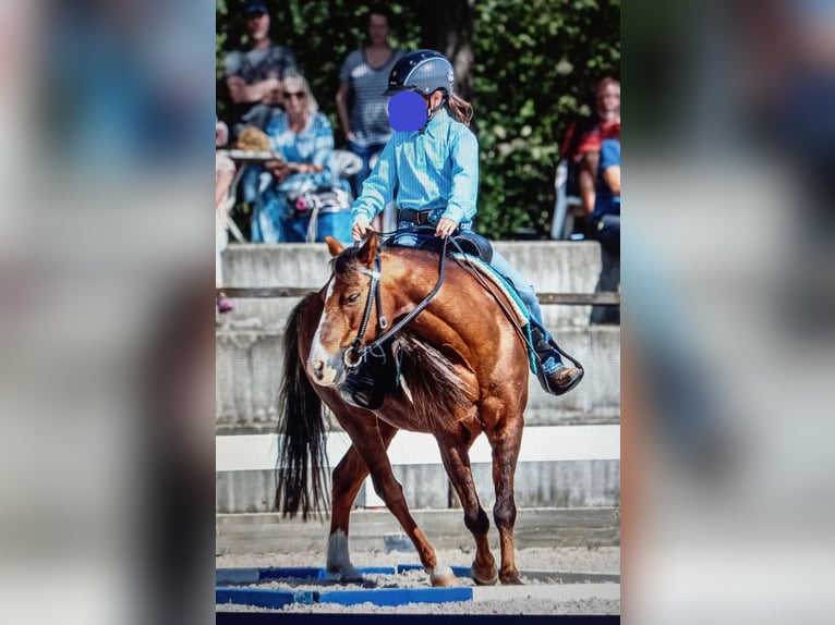 Kuc walijski sekcji A Wałach 21 lat 118 cm Ciemnokasztanowata in Dettingen an der Erms