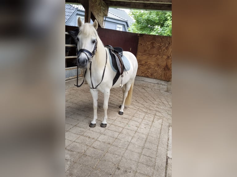 Kuc walijski sekcji A Mix Wałach 23 lat 117 cm Siwa in Goch