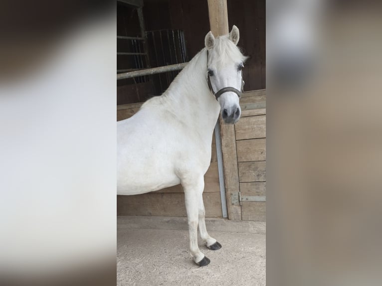 Kuc walijski sekcji A Mix Wałach 23 lat 117 cm Siwa in Goch