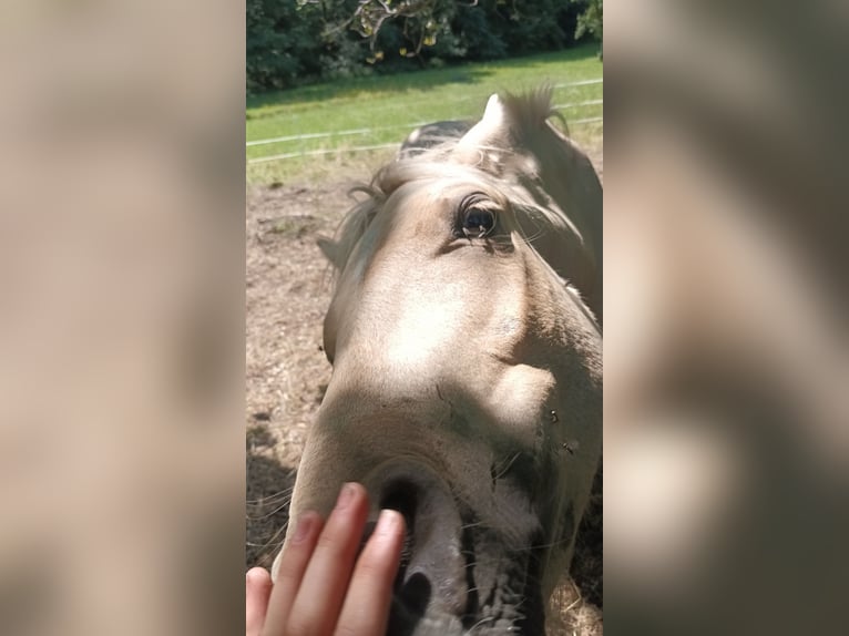 Kuc walijski sekcji A Mix Wałach 2 lat 120 cm Izabelowata in Osterfeld