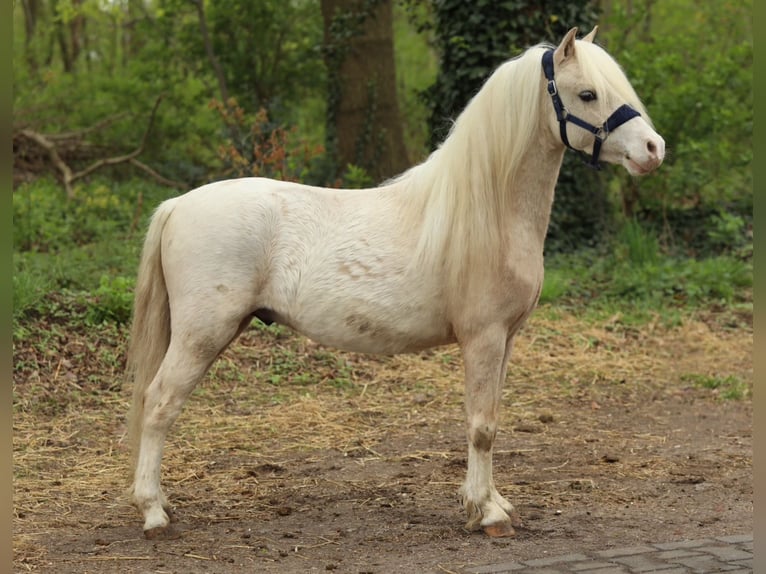 Kuc walijski sekcji A Wałach 3 lat 110 cm Izabelowata in Aalten