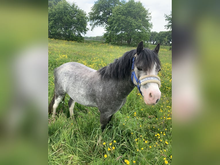 Kuc walijski sekcji A Wałach 3 lat 114 cm Siwa in Noordwolde