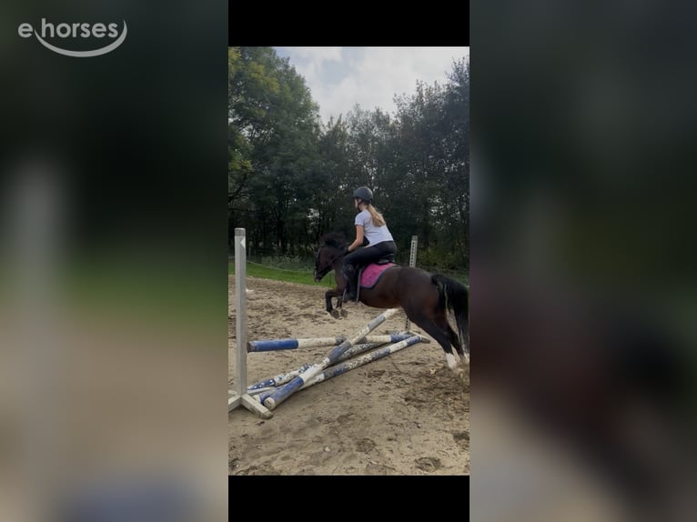 Kuc walijski sekcji A Wałach 3 lat 115 cm Gniada in Hengelo