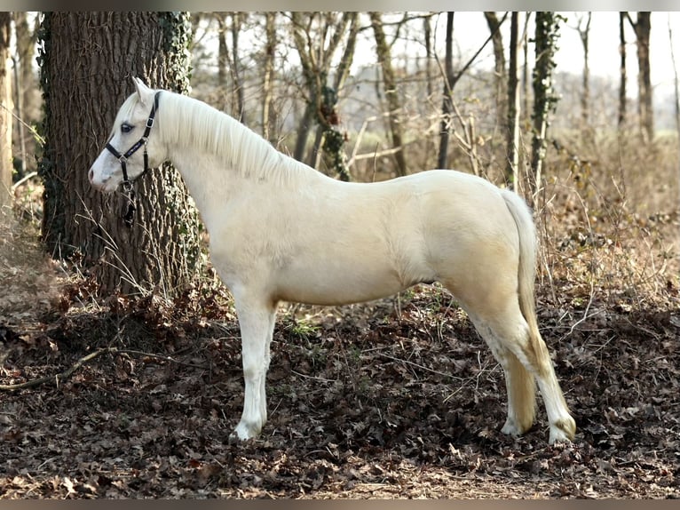 Kuc walijski sekcji A Wałach 3 lat 118 cm Izabelowata in Aalten