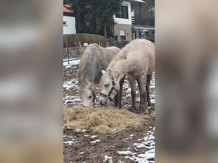 Kuc walijski sekcji A Wałach 3 lat 121 cm Siwa in Losheim am See