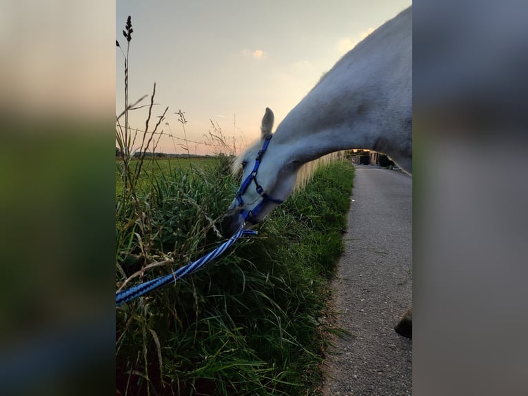 Kuc walijski sekcji A Wałach 3 lat 121 cm Siwa in Losheim am See