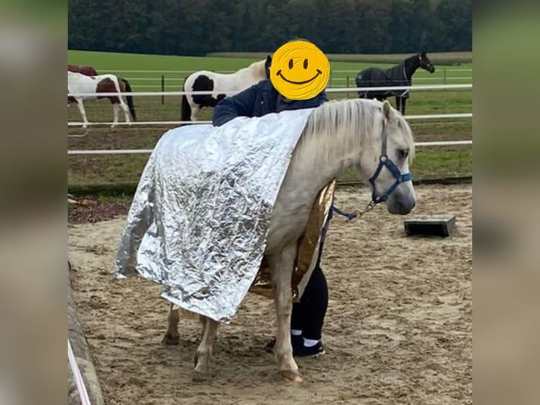 Kuc walijski sekcji A Wałach 3 lat 121 cm Siwa in Losheim am See