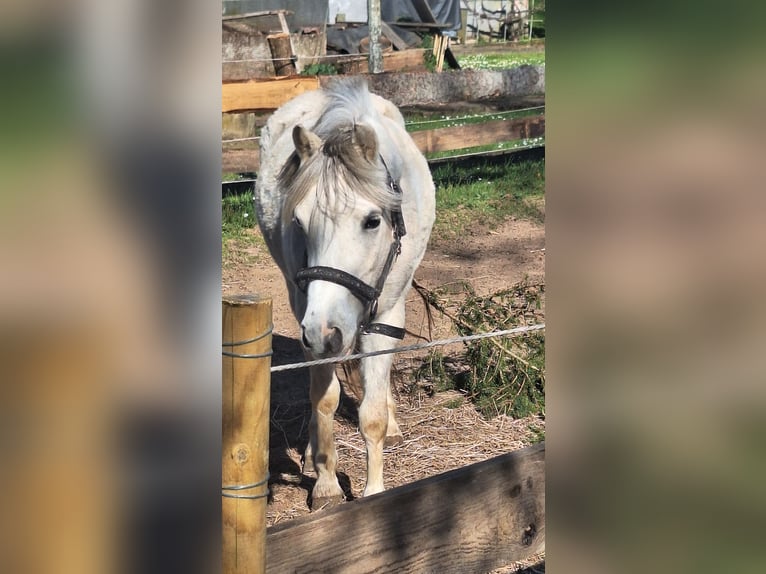 Kuc walijski sekcji A Wałach 3 lat 121 cm Siwa in Losheim am See