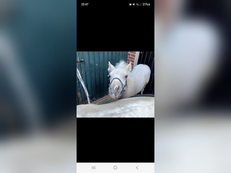 Kuc walijski sekcji A Wałach 3 lat 121 cm Siwa in Losheim am See