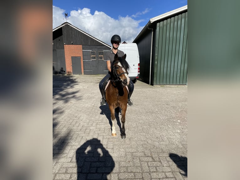 Kuc walijski sekcji A Wałach 3 lat 123 cm Ciemnogniada in Bornerbroek