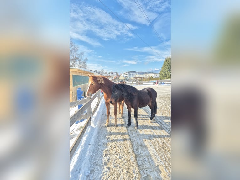 Kuc walijski sekcji A Wałach 3 lat 125 cm Ciemnogniada in Drobollach