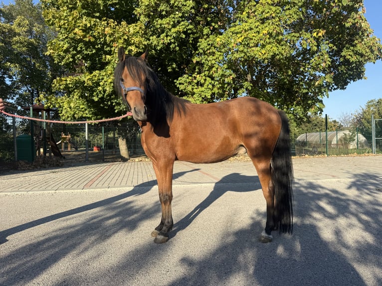Kuc walijski sekcji A Mix Wałach 3 lat 130 cm Gniada in Kóny
