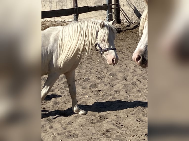 Kuc walijski sekcji A Wałach 3 lat Cremello in Herzberg