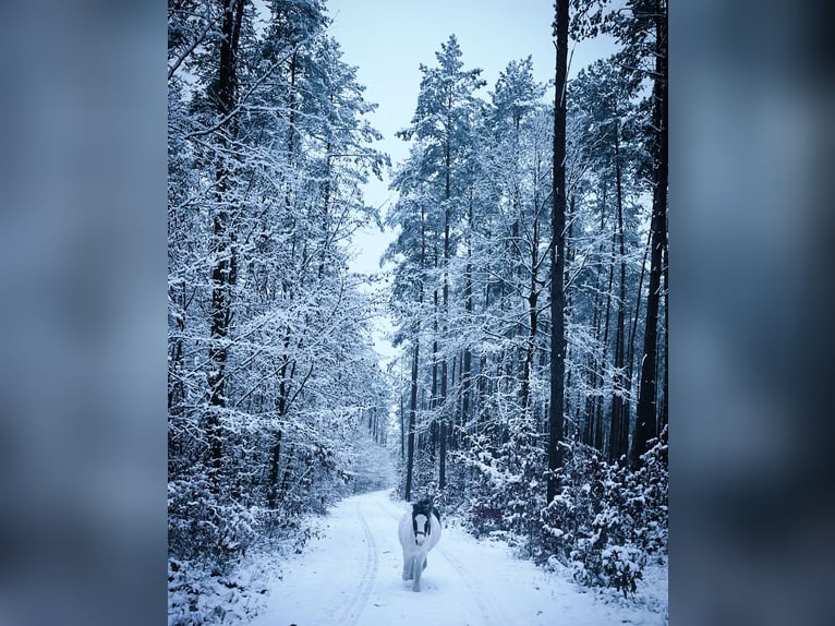 Kuc walijski sekcji A Mix Wałach 4 lat 112 cm Srokata in Löwenberger Land