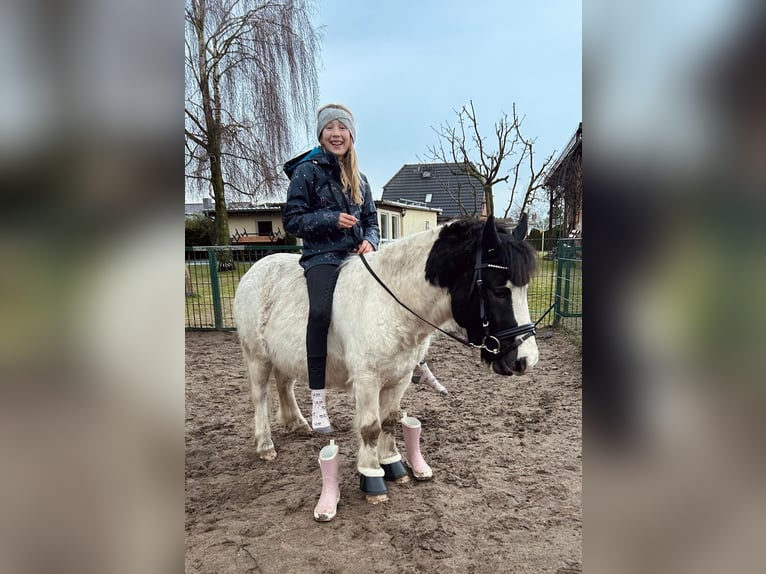 Kuc walijski sekcji A Mix Wałach 4 lat 112 cm Srokata in Löwenberger Land