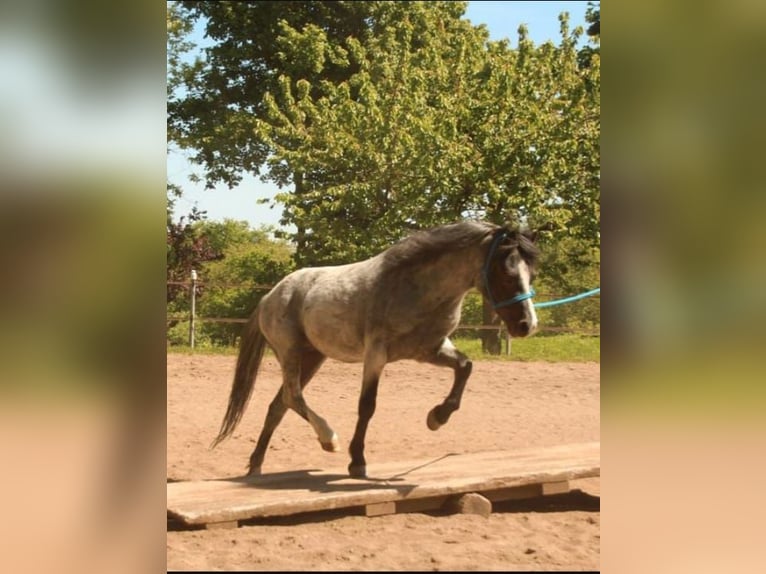 Kuc walijski sekcji A Wałach 4 lat 115 cm Karosiwa in Losheim am See