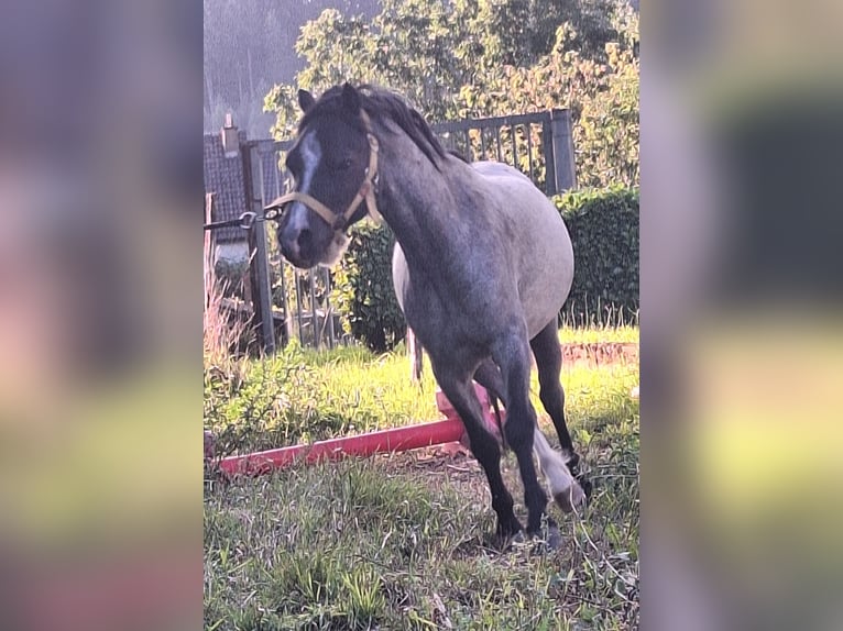 Kuc walijski sekcji A Wałach 4 lat 115 cm Karosiwa in Losheim am See