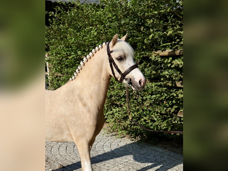 Kuc walijski sekcji A Wałach 4 lat 117 cm Izabelowata in Sevenum