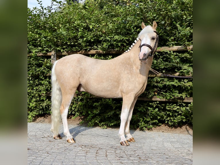 Kuc walijski sekcji A Wałach 4 lat 117 cm Izabelowata in Sevenum