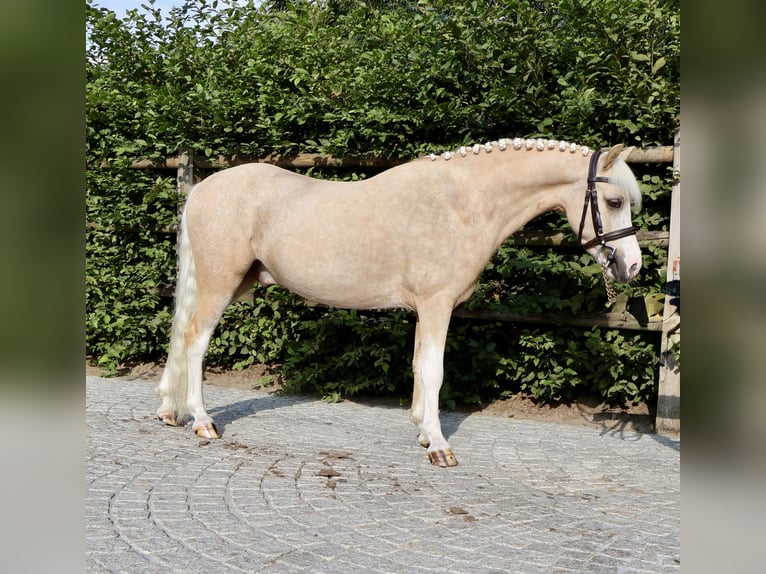 Kuc walijski sekcji A Wałach 4 lat 117 cm Izabelowata in Sevenum