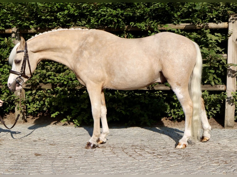 Kuc walijski sekcji A Wałach 4 lat 117 cm Izabelowata in Sevenum