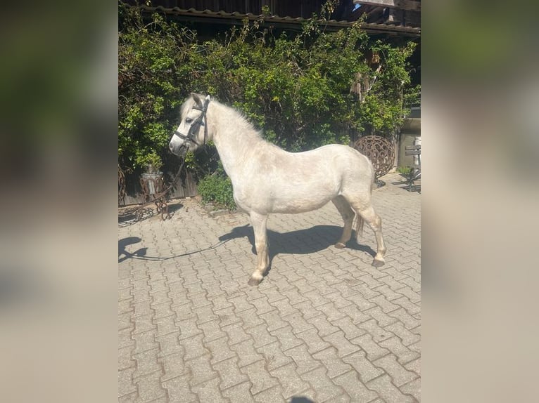 Kuc walijski sekcji A Wałach 4 lat 117 cm Siwa in Loiching