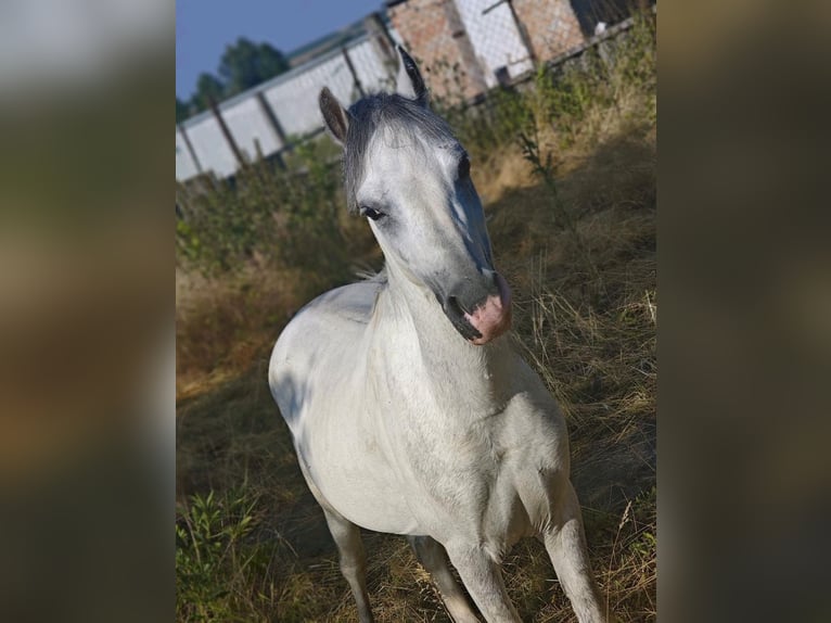 Kuc walijski sekcji A Wałach 4 lat 118 cm Siwa in Kindelbrück