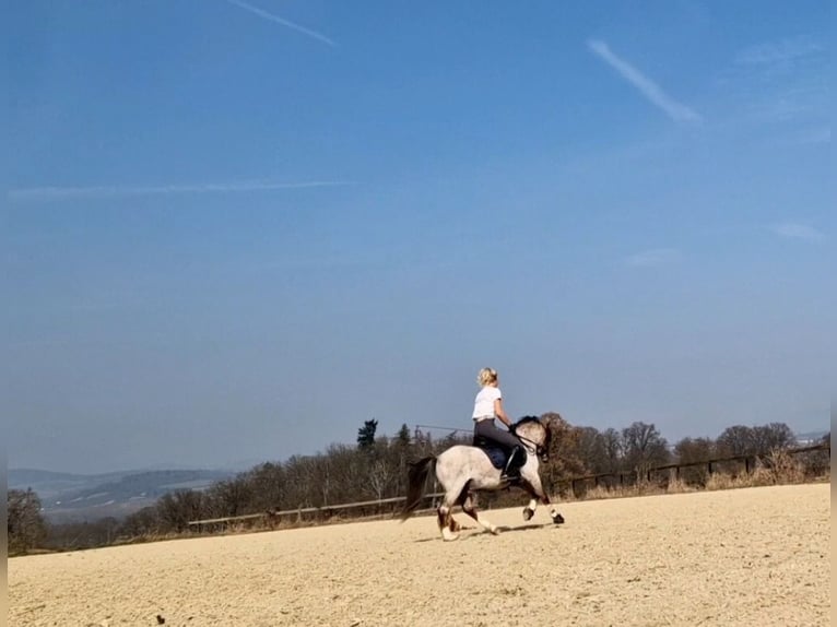 Kuc walijski sekcji A Wałach 4 lat 122 cm Kasztanowatodereszowata in Schwalmstadt