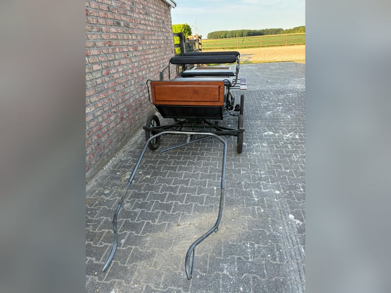 Kuc walijski sekcji A Wałach 4 lat 122 cm Siwa in Niederkassel