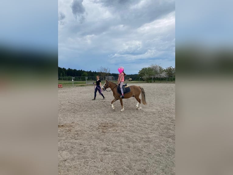 Kuc walijski sekcji A Wałach 4 lat 123 cm Jasnogniada in Deuerling
