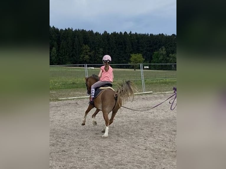 Kuc walijski sekcji A Wałach 4 lat 123 cm Jasnogniada in Deuerling
