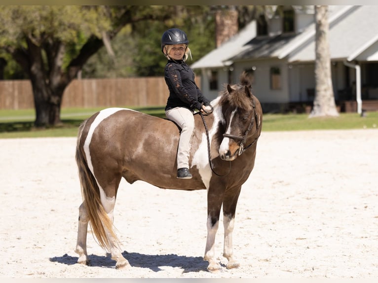 Kuc walijski sekcji A Mix Wałach 4 lat 132 cm Srokata in Ocala