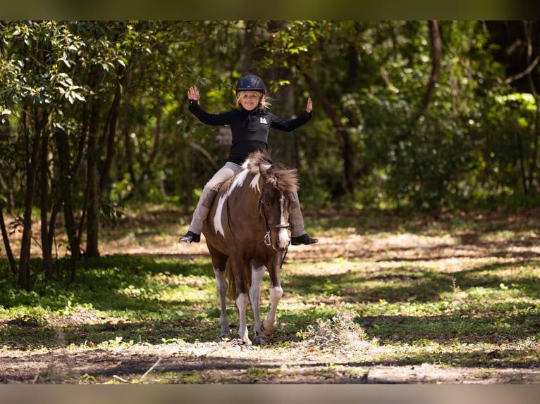 Kuc walijski sekcji A Mix Wałach 4 lat 132 cm Srokata in Ocala