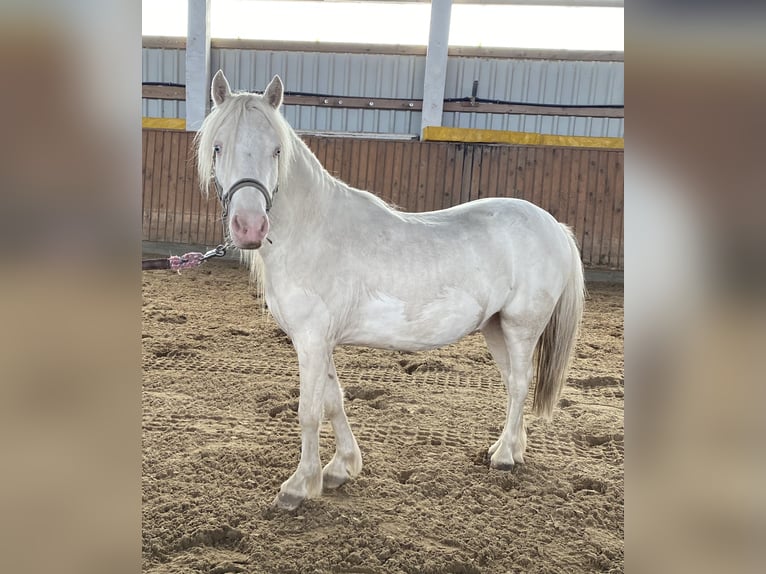 Kuc walijski sekcji A Wałach 4 lat Cremello in Herzberg