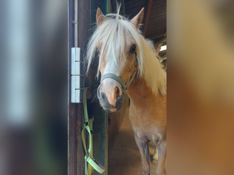 Kuc walijski sekcji A Wałach 5 lat 115 cm Izabelowata in D&#xF6;tlingen
