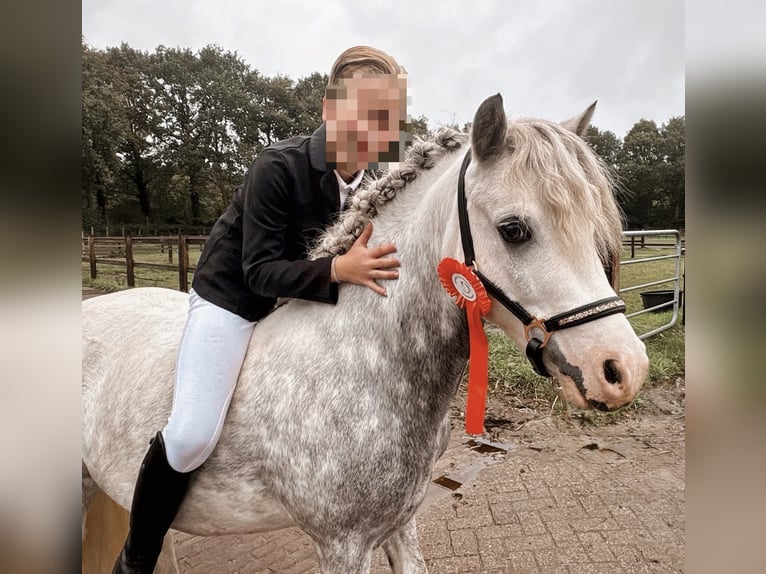 Kuc walijski sekcji A Wałach 5 lat 115 cm Siwa jabłkowita in Stadskanaal