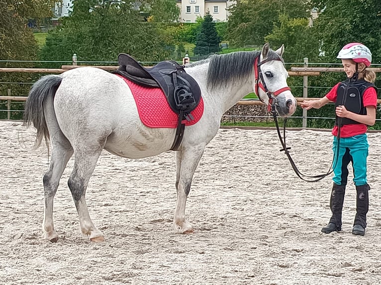 Kuc walijski sekcji A Wałach 5 lat 119 cm Karosiwa in Steinborn