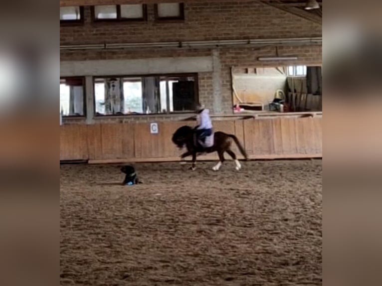 Kuc walijski sekcji A Wałach 5 lat 120 cm Gniada in Schwalmstadt