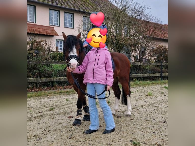 Kuc walijski sekcji A Wałach 5 lat 120 cm Gniada in Schwalmstadt