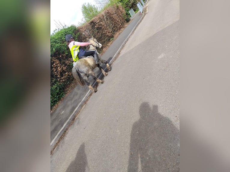 Kuc walijski sekcji A Wałach 5 lat 122 cm Kasztanowatodereszowata in Carlby, South Kesteven