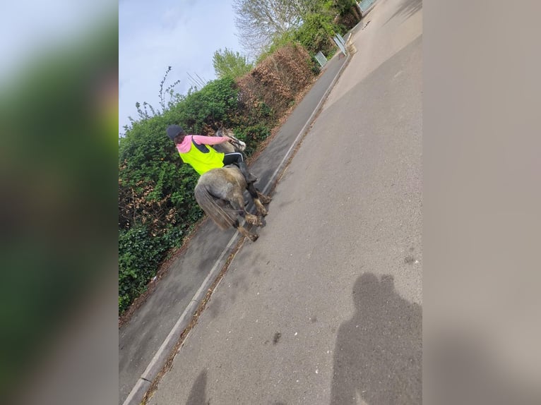 Kuc walijski sekcji A Wałach 5 lat 122 cm Kasztanowatodereszowata in Carlby, South Kesteven