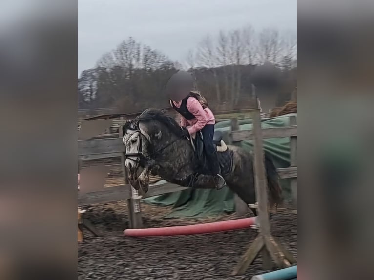 Kuc walijski sekcji A Wałach 5 lat 123 cm Siwa jabłkowita in Burgdorf