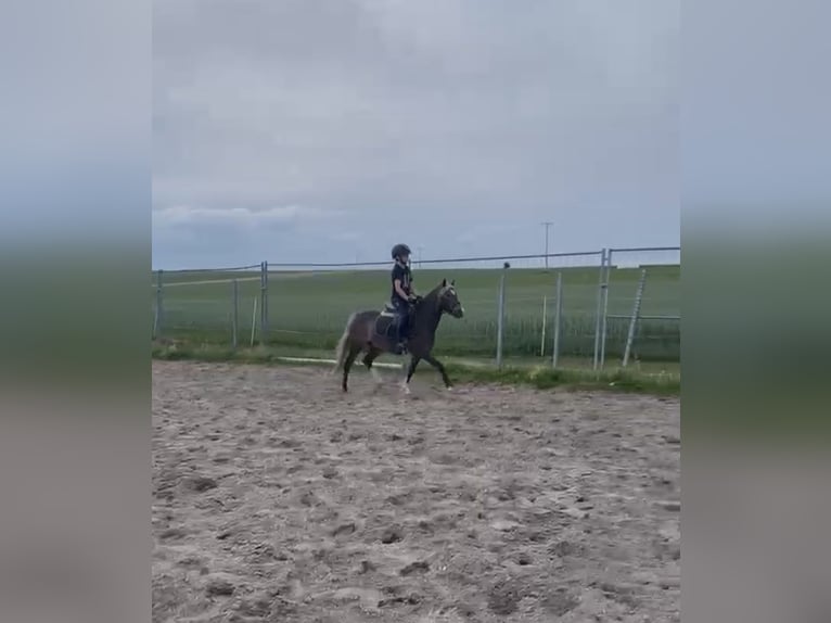 Kuc walijski sekcji A Mix Wałach 5 lat 126 cm Ciemnokasztanowata in Deuerling