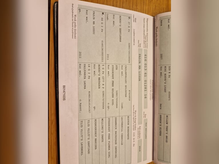 Kuc walijski sekcji A Wałach 5 lat 127 cm Ciemnokasztanowata in Olsztyn