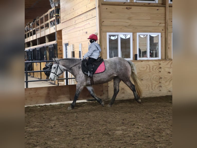 Kuc walijski sekcji A Mix Wałach 5 lat 142 cm Siwa in Howell