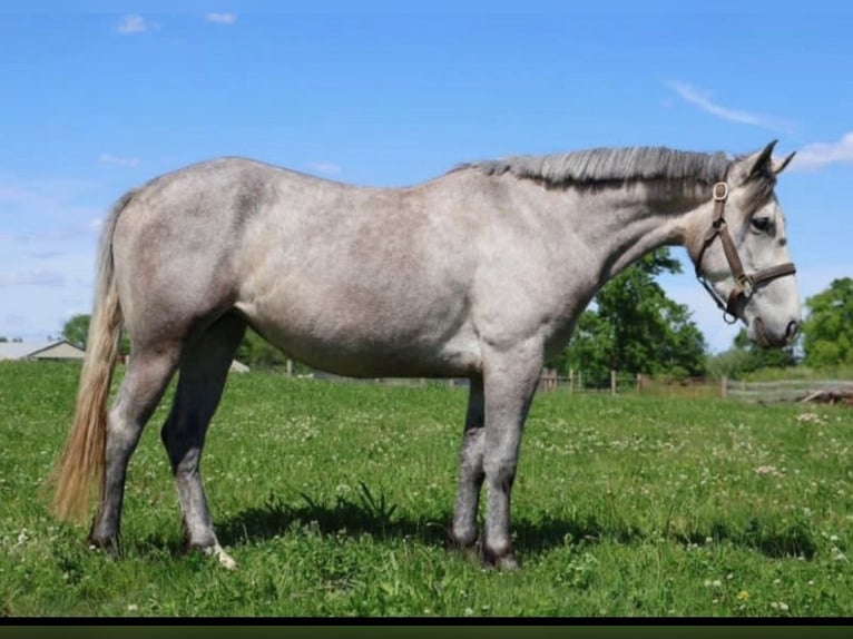 Kuc walijski sekcji A Mix Wałach 5 lat 142 cm Siwa in Howell