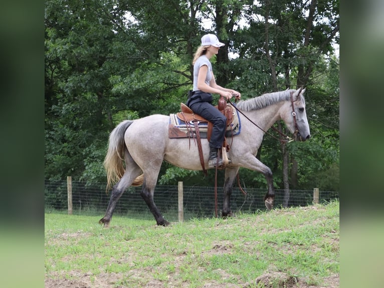 Kuc walijski sekcji A Mix Wałach 5 lat 142 cm Siwa in Howell