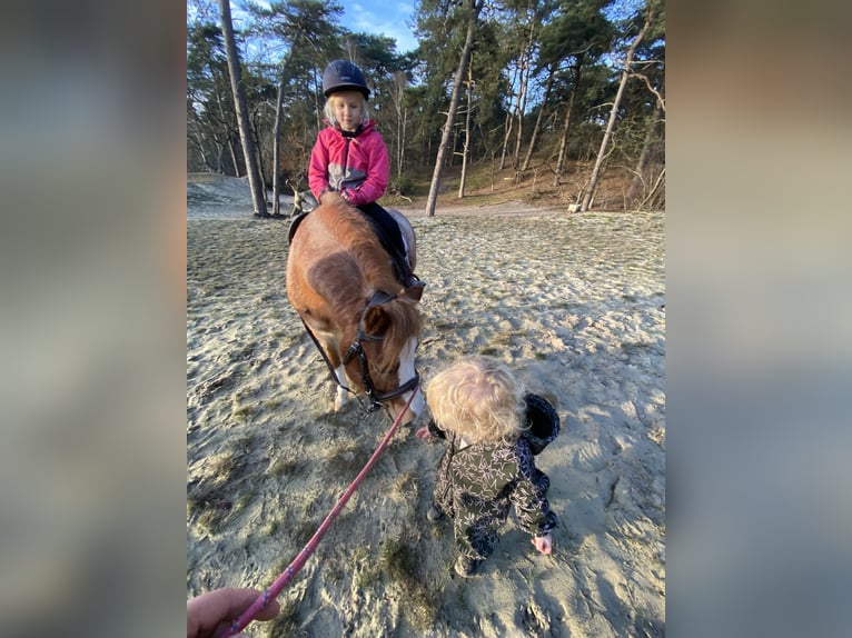 Kuc walijski sekcji A Wałach 6 lat 117 cm Kasztanowatodereszowata in Beerze